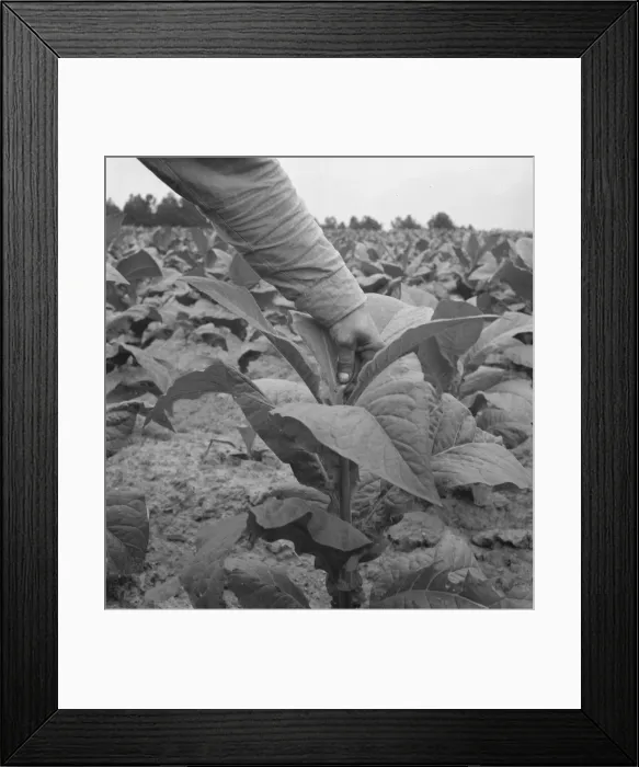 Framed Print : Negro tenant farmer topping tobacco, Person County, North Carolina, 1939. Creator: Dorothea Lange Framed Print : Negro tenant farmer topping tobacco, Person County, North Carolina, 1939. Creator: Dorothea Lange