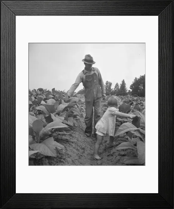 Framed Print : Children helping father, tobacco sharecropper... Person County, North Carolina, 1939. Creator: Dorothea Lange Framed Print : Children helping father, tobacco sharecropper... Person County, North Carolina, 1939. Creator: Dorothea Lange