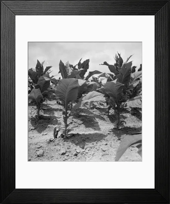 Framed Print : Possibly: Tobacco on Zollie Lyons place nearly ready for priming, Wake County, North Carolina, 1939 Creator: Dorothea Lange Framed Print : Possibly: Tobacco on Zollie Lyons place nearly ready for priming, Wake County, North Carolina, 1939 Creator: Dorothea Lange
