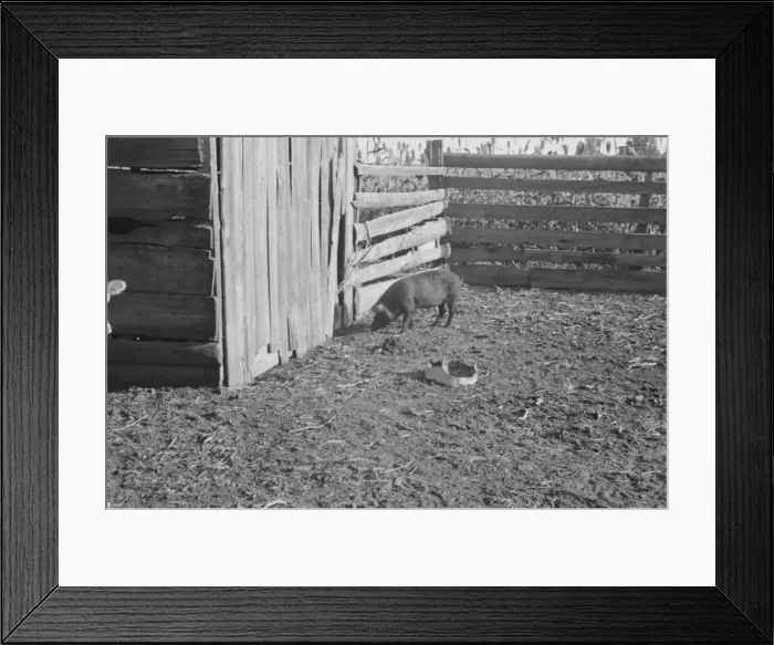 Framed Print : Pig in a sharecroppers yard, Hale County, Alabama, 1936. Creator: Walker Evans Framed Print : Pig in a sharecroppers yard, Hale County, Alabama, 1936. Creator: Walker Evans