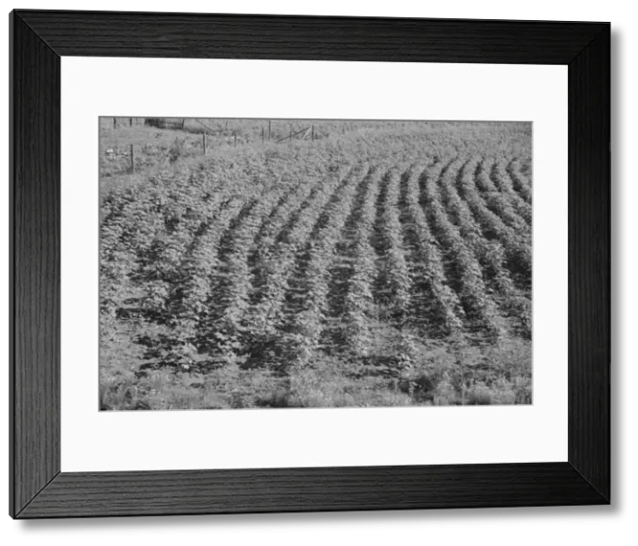 Framed Print : Bud Fields garden, Hale County, Alabama, 1936. Creator: Walker Evans