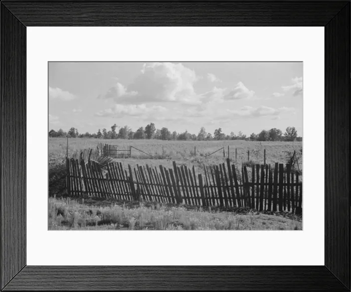 Framed Print : Bud Fields garden, Hale County, Alabama, 1936. Creator: Walker Evans Framed Print : Bud Fields garden, Hale County, Alabama, 1936. Creator: Walker Evans