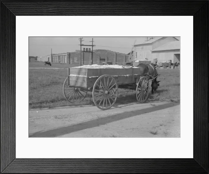 Framed Print : Wagonload of cotton near the gin. Vicinity of Moundville, Alabama, 1936. Creator: Walker Evans Framed Print : Wagonload of cotton near the gin. Vicinity of Moundville, Alabama, 1936. Creator: Walker Evans