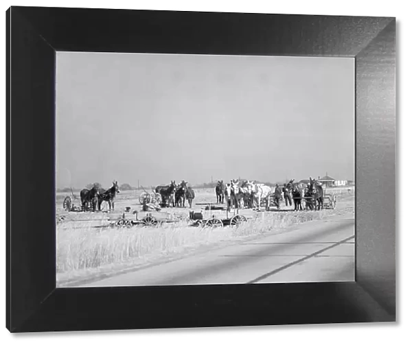 Mule teams near Montgomery, Alabama, 1935. Creator: Walker Evans