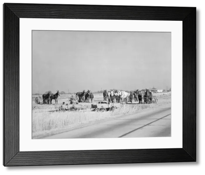 Framed Print : Mule teams near Montgomery, Alabama, 1935. Creator: Walker Evans Framed Print : Mule teams near Montgomery, Alabama, 1935. Creator: Walker Evans