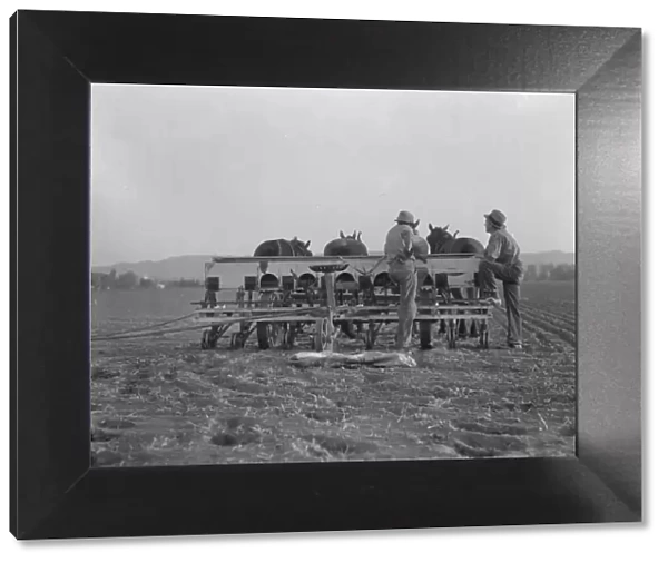 Farmers talking politics, potato fields, California, 1936. Creator: Dorothea Lange