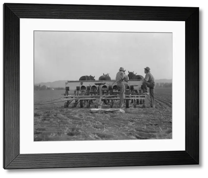 Framed Print : Farmers talking politics, potato fields, California, 1936. Creator: Dorothea Lange Framed Print : Farmers talking politics, potato fields, California, 1936. Creator: Dorothea Lange