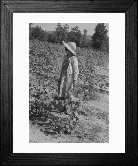Framed Print : Lucille Burroughs in the cotton fields, Hale County, Alabama, 1936. Creator: Walker Evans Framed Print : Lucille Burroughs in the cotton fields, Hale County, Alabama, 1936. Creator: Walker Evans