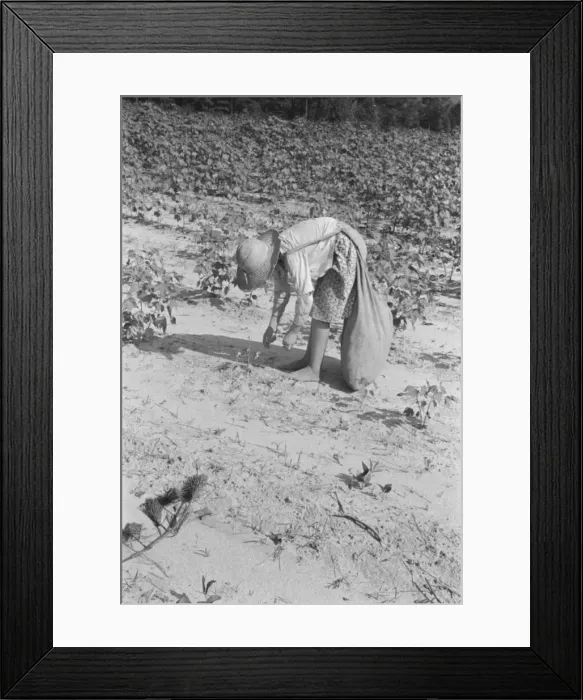 Framed Print : Lucille Burroughs picking cotton, Hale County, Alabama, 1936. Creator: Walker Evans Framed Print : Lucille Burroughs picking cotton, Hale County, Alabama, 1936. Creator: Walker Evans