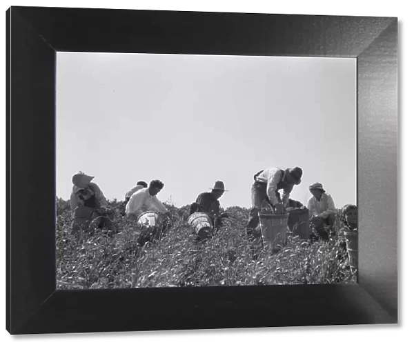 Pea pickers at work, San Luis Obispo County, California, 1938. Creator: Dorothea Lange
