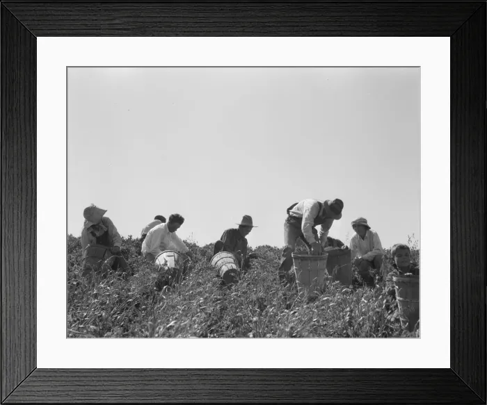 Framed Print : Pea pickers at work, San Luis Obispo County, California, 1938. Creator: Dorothea Lange Framed Print : Pea pickers at work, San Luis Obispo County, California, 1938. Creator: Dorothea Lange