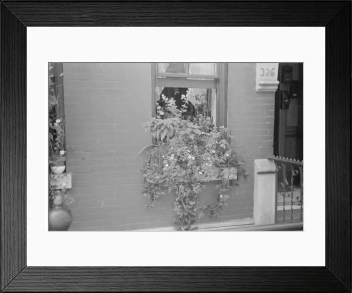 Framed Print : Flowers in a window, 61st Street between 1st and 3rd Avenues, New York, 1938. Creator: Walker Evans Framed Print : Flowers in a window, 61st Street between 1st and 3rd Avenues, New York, 1938. Creator: Walker Evans