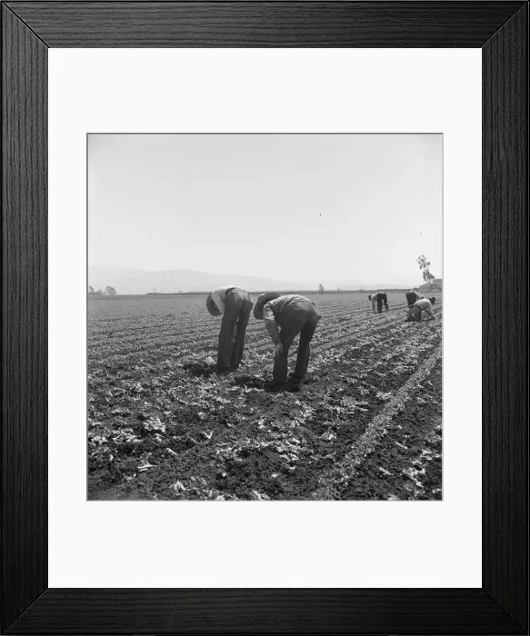 Framed Print : Gang of Filipino boys thinning lettuce, Salinas Valley, California, 1939. Creator: Dorothea Lange Framed Print : Gang of Filipino boys thinning lettuce, Salinas Valley, California, 1939. Creator: Dorothea Lange