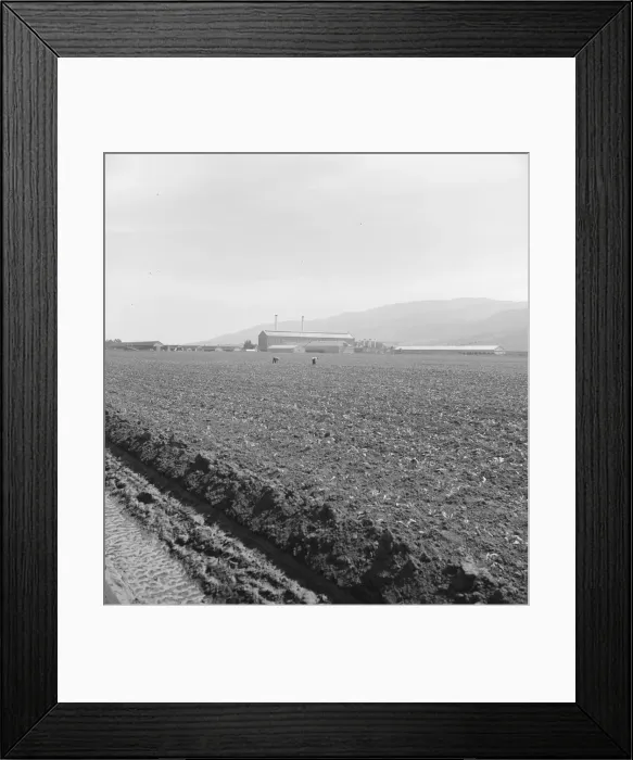 Framed Print : Spreckels sugar factory and sugar beet field, Monterey County, California, 1939. Creator: Dorothea Lange Framed Print : Spreckels sugar factory and sugar beet field, Monterey County, California, 1939. Creator: Dorothea Lange