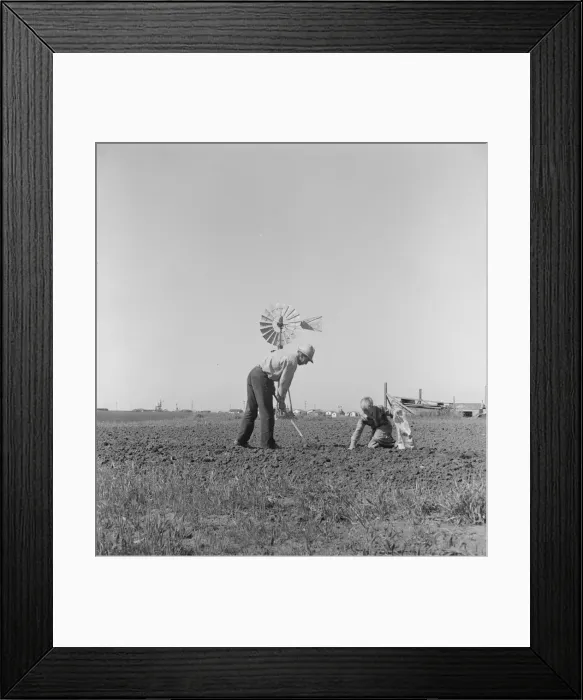 Framed Print : Father and son planting potatoes, outskirts of Salinas, California, 1939. Creator: Dorothea Lange Framed Print : Father and son planting potatoes, outskirts of Salinas, California, 1939. Creator: Dorothea Lange