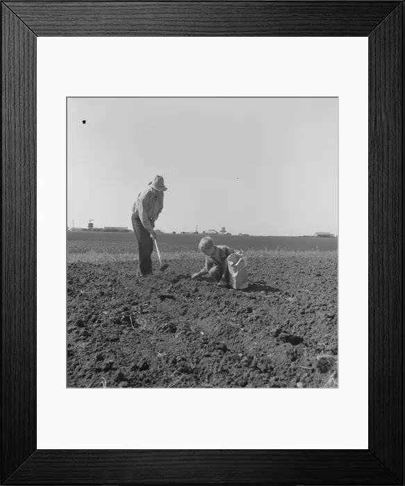 Framed Print : Father and son planting potatoes, outskirts of Salinas, California, 1939. Creator: Dorothea Lange Framed Print : Father and son planting potatoes, outskirts of Salinas, California, 1939. Creator: Dorothea Lange
