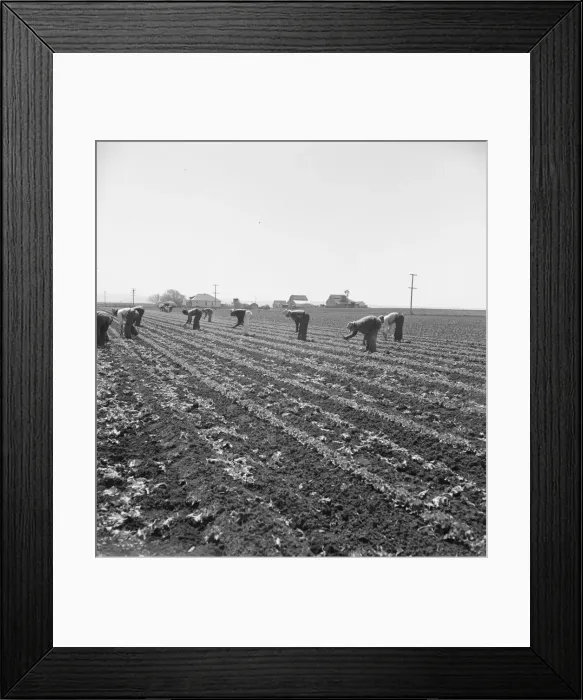 Framed Print : Gang of Filipino boys thinning lettuce, Salinas Valley, California, 1939. Creator: Dorothea Lange Framed Print : Gang of Filipino boys thinning lettuce, Salinas Valley, California, 1939. Creator: Dorothea Lange