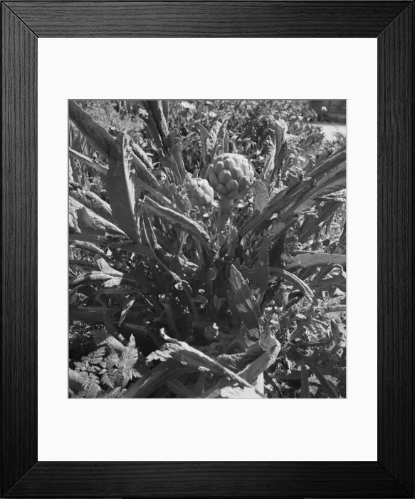 Framed Print : Artichoke, Monterey County, California, 1939. Creator: Dorothea Lange Framed Print : Artichoke, Monterey County, California, 1939. Creator: Dorothea Lange