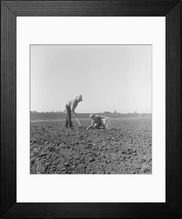 Framed Print : Father and son planting potatoes, outskirts of Salinas, California, 1939. Creator: Dorothea Lange Framed Print : Father and son planting potatoes, outskirts of Salinas, California, 1939. Creator: Dorothea Lange