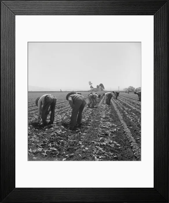 Framed Print : Gang of Filipino boys thinning lettuce, Salinas Valley, California, 1939. Creator: Dorothea Lange Framed Print : Gang of Filipino boys thinning lettuce, Salinas Valley, California, 1939. Creator: Dorothea Lange