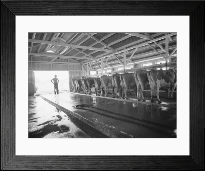 Framed Print : FSA Mineral King Farm Cooperative Association, Tulare County, California, 1939. Creator: Dorothea Lange Framed Print : FSA Mineral King Farm Cooperative Association, Tulare County, California, 1939. Creator: Dorothea Lange