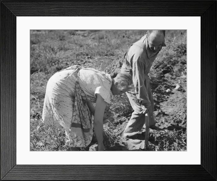 Framed Print : Couple digging their sweet potatoes in the fall, Irrigon, Morrow County, Oregon, 1939. Creator: Dorothea Lange Framed Print : Couple digging their sweet potatoes in the fall, Irrigon, Morrow County, Oregon, 1939. Creator: Dorothea Lange