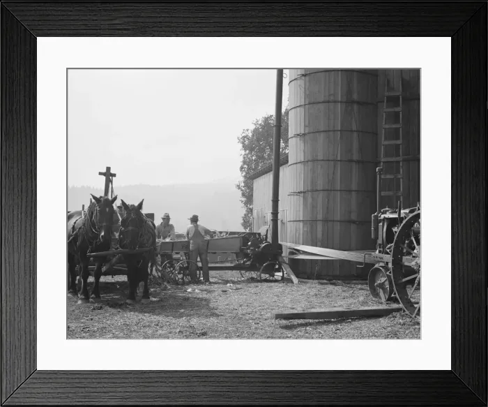 Framed Print : Cooperating farmers feeding corn from the wagon... near West Carlton, Yamhill County, Oregon, 1939. Creator: Dorothea Lange Framed Print : Cooperating farmers feeding corn from the wagon... near West Carlton, Yamhill County, Oregon, 1939. Creator: Dorothea Lange