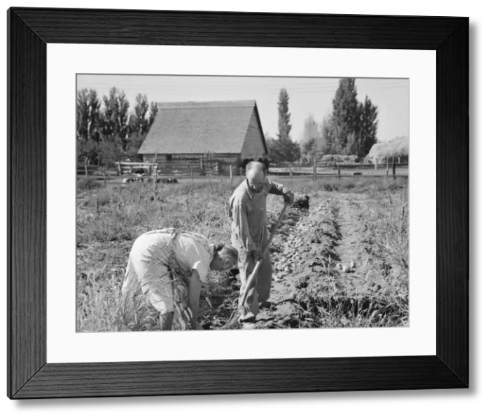 Framed Print : Couple digging their sweet potatoes in the fall, Irrigon, Morrow County, Oregon, 1939. Creator: Dorothea Lange Framed Print : Couple digging their sweet potatoes in the fall, Irrigon, Morrow County, Oregon, 1939. Creator: Dorothea Lange
