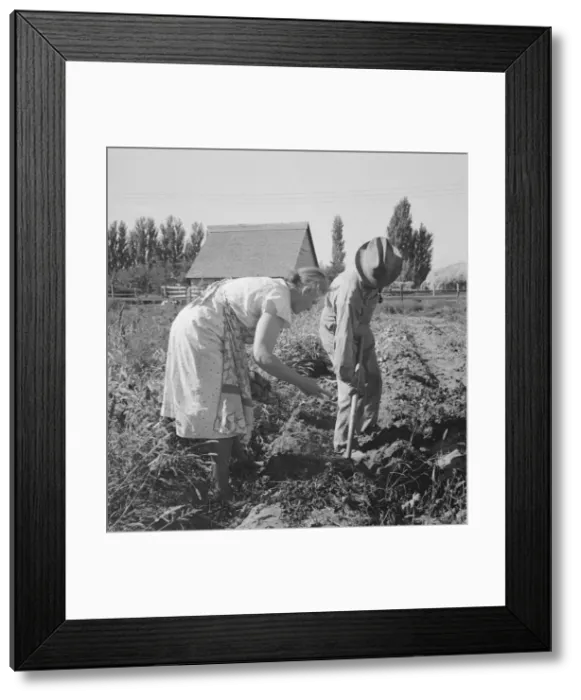 Framed Print : Couple digging their sweet potatoes in the fall, Irrigon, Morrow County, Oregon, 1939. Creator: Dorothea Lange Framed Print : Couple digging their sweet potatoes in the fall, Irrigon, Morrow County, Oregon, 1939. Creator: Dorothea Lange