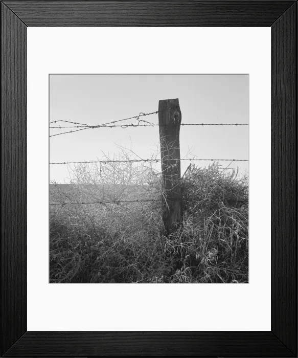 Framed Print : Russian thistle and barbed wire in Western wheat country, Umatilla County, Oregon, 1939. Creator: Dorothea Lange Framed Print : Russian thistle and barbed wire in Western wheat country, Umatilla County, Oregon, 1939. Creator: Dorothea Lange