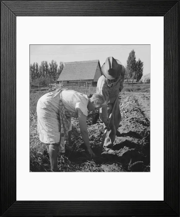 Framed Print : Couple digging their sweet potatoes in the fall, Irrigon, Morrow County, Oregon, 1939. Creator: Dorothea Lange Framed Print : Couple digging their sweet potatoes in the fall, Irrigon, Morrow County, Oregon, 1939. Creator: Dorothea Lange