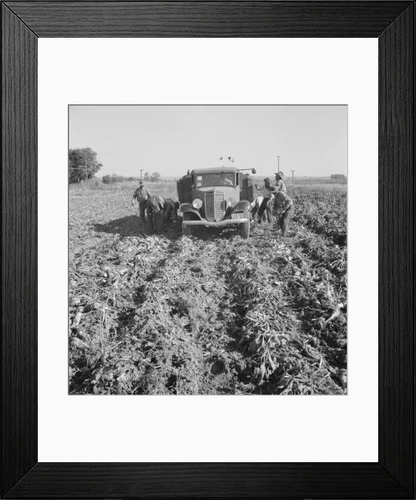 Framed Print : Loading a truck in a sugar beet field, Ontario, Malheur County, Oregon, 1939. Creator: Dorothea Lange Framed Print : Loading a truck in a sugar beet field, Ontario, Malheur County, Oregon, 1939. Creator: Dorothea Lange