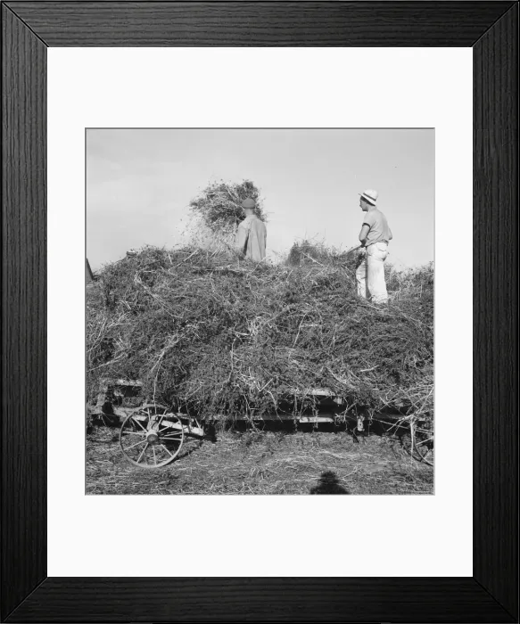 Framed Print : Threshing red clover for seed on older settlers ranch, near Ontario, Oregon, 1939. Creator: Dorothea Lange Framed Print : Threshing red clover for seed on older settlers ranch, near Ontario, Oregon, 1939. Creator: Dorothea Lange