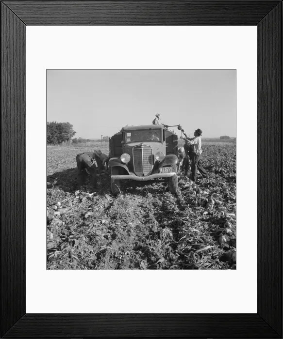 Framed Print : Loading truck in sugar beet field, near Ontario, Malheur County, Oregon, 1939. Creator: Dorothea Lange