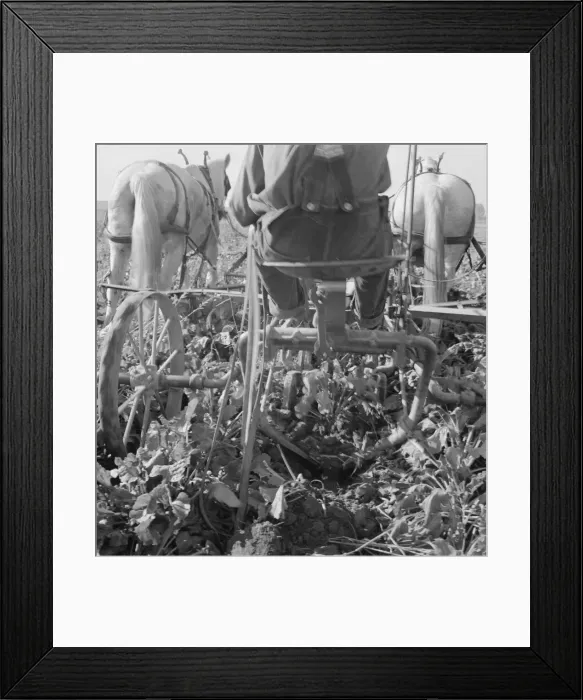 Framed Print : Sugar beet lifter in older settlers field... near Ontario, Malheur County, Oregon, 1939. Creator: Dorothea Lange Framed Print : Sugar beet lifter in older settlers field... near Ontario, Malheur County, Oregon, 1939. Creator: Dorothea Lange