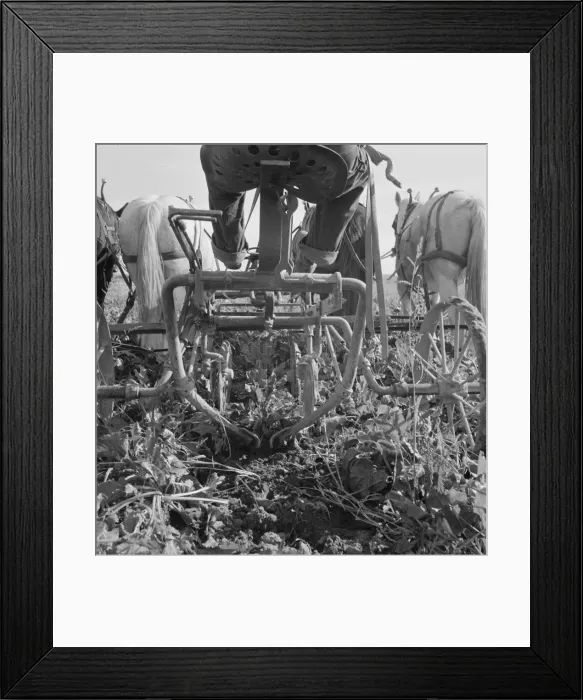 Framed Print : Sugar beet lifter in older settlers field... near Ontario, Malheur County, Oregon, 1939. Creator: Dorothea Lange Framed Print : Sugar beet lifter in older settlers field... near Ontario, Malheur County, Oregon, 1939. Creator: Dorothea Lange
