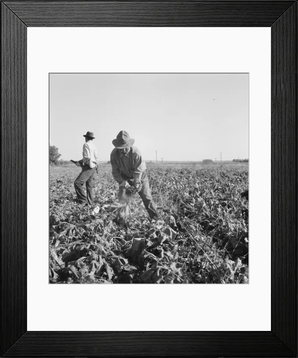 Framed Print : Topping sugar beets after lifter has loosened them, near Ontario, Malheur County, Oregon, 1939. Creator: Dorothea Lange