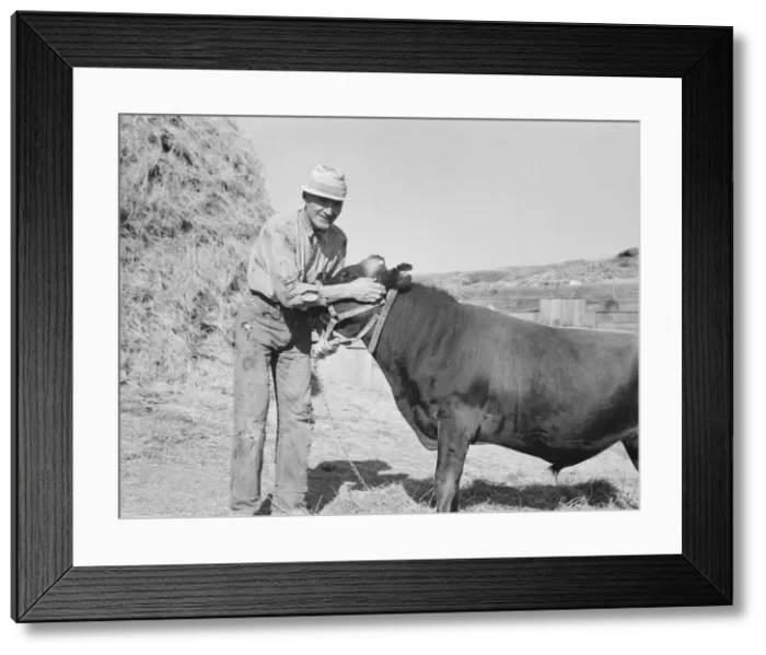 Framed Print : Mr. Botner with bull which he owns... Nyssa Heights, Malheur County, Oregon, 1939. Creator: Dorothea Lange Framed Print : Mr. Botner with bull which he owns... Nyssa Heights, Malheur County, Oregon, 1939. Creator: Dorothea Lange