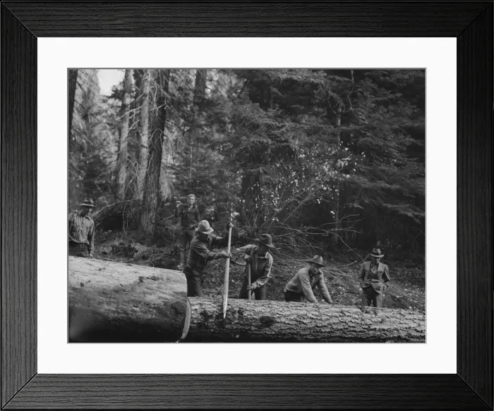 Framed Print : Members of Ola self-help sawmill co-op rolling white fir log... Gem County, Idaho, 1939. Creator: Dorothea Lange Framed Print : Members of Ola self-help sawmill co-op rolling white fir log... Gem County, Idaho, 1939. Creator: Dorothea Lange