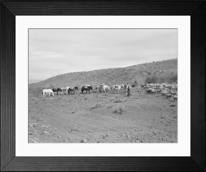 Framed Print : Possibly: Pack train coming down from summer camp, Washington County, Idaho, 1939. Creator: Dorothea Lange Framed Print : Possibly: Pack train coming down from summer camp, Washington County, Idaho, 1939. Creator: Dorothea Lange