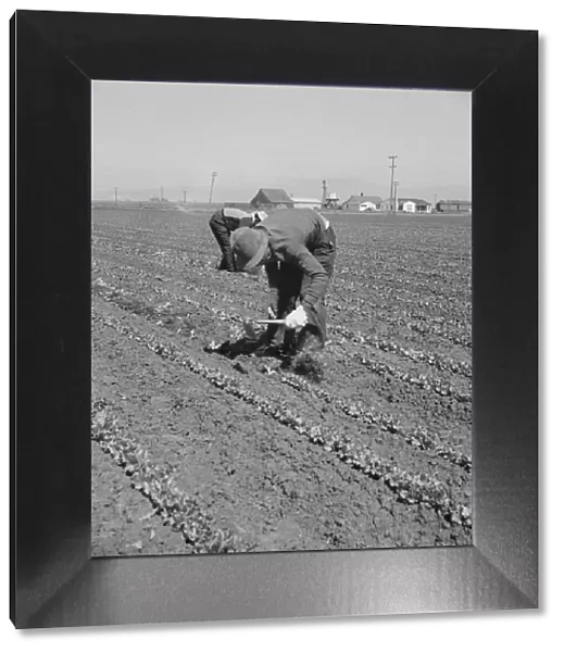 Filipino thinning lettuce, Salinas Valley, California, 1939. Creator: Dorothea Lange