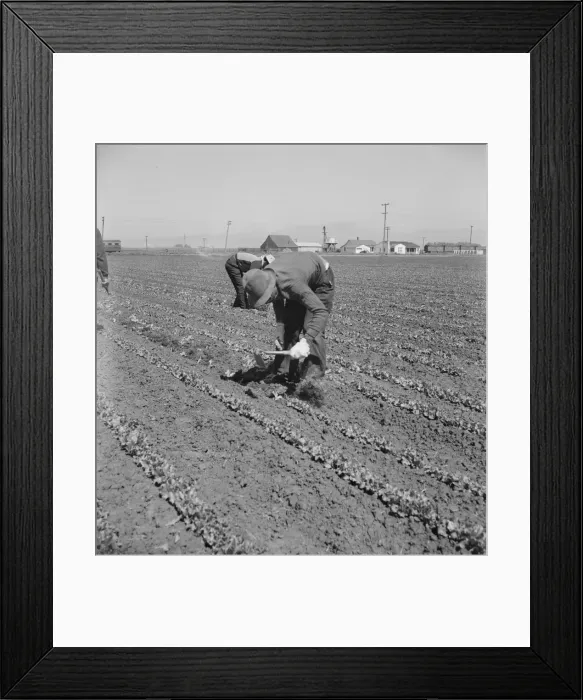 Framed Print : Filipino thinning lettuce, Salinas Valley, California, 1939. Creator: Dorothea Lange Framed Print : Filipino thinning lettuce, Salinas Valley, California, 1939. Creator: Dorothea Lange