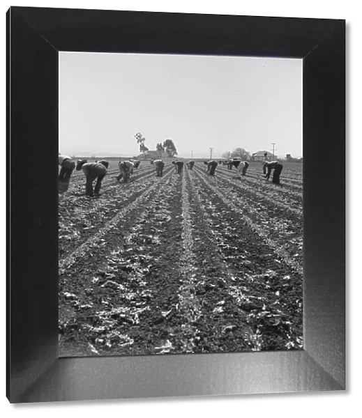 Filipino boys thinning lettuce, Salinas Valley, California, 1939. Creator: Dorothea Lange