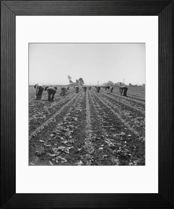 Framed Print : Filipino boys thinning lettuce, Salinas Valley, California, 1939. Creator: Dorothea Lange Framed Print : Filipino boys thinning lettuce, Salinas Valley, California, 1939. Creator: Dorothea Lange