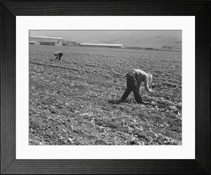 Framed Print : Spreckels sugar factory and sugar beet field, Monterey County, California, 1939. Creator: Dorothea Lange Framed Print : Spreckels sugar factory and sugar beet field, Monterey County, California, 1939. Creator: Dorothea Lange