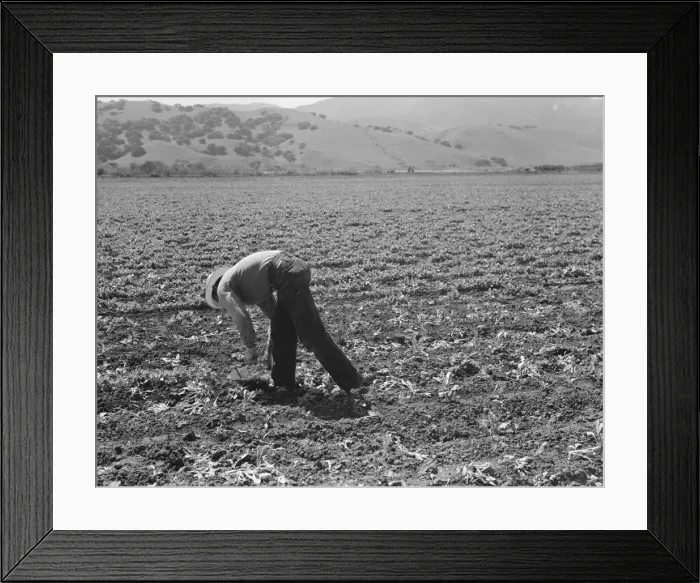Framed Print : Spreckels sugar factory and sugar beet field, Monterey County, California, 1939. Creator: Dorothea Lange Framed Print : Spreckels sugar factory and sugar beet field, Monterey County, California, 1939. Creator: Dorothea Lange