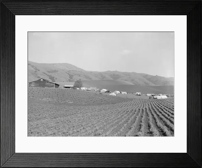 Framed Print : Ranch camp for pea pickers, near Milpitas, Santa Clara County, California, 1939. Creator: Dorothea Lange Framed Print : Ranch camp for pea pickers, near Milpitas, Santa Clara County, California, 1939. Creator: Dorothea Lange