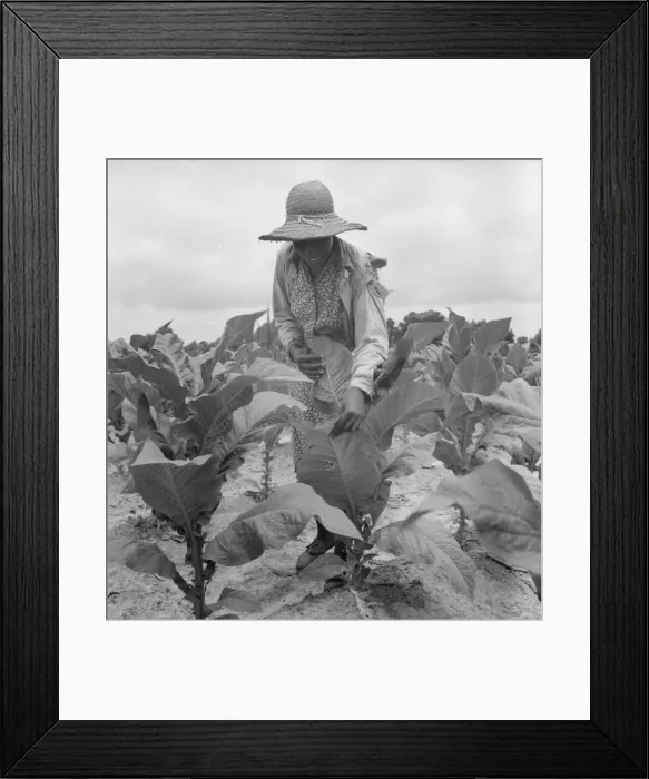 Framed Print : Daughter of Negro sharecropper goes up and... the tobacco, Wake County, North Carolina, 1939. Creator: Dorothea Lange Framed Print : Daughter of Negro sharecropper goes up and... the tobacco, Wake County, North Carolina, 1939. Creator: Dorothea Lange