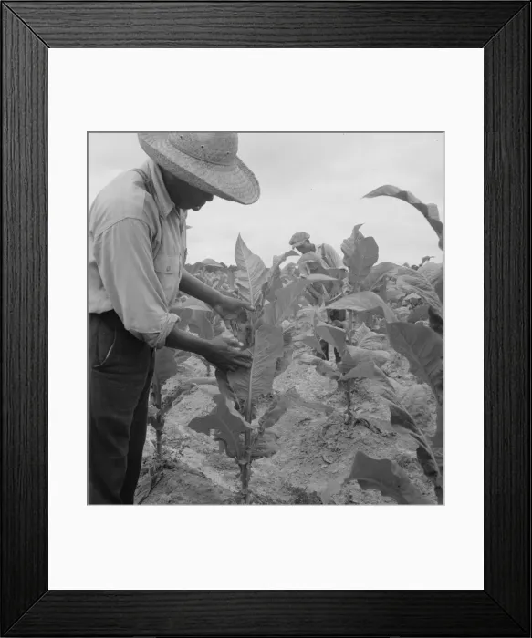Framed Print : Zollie Lyons and son worming tobacco, Wake County, North Carolina, 1939. Creator: Dorothea Lange Framed Print : Zollie Lyons and son worming tobacco, Wake County, North Carolina, 1939. Creator: Dorothea Lange