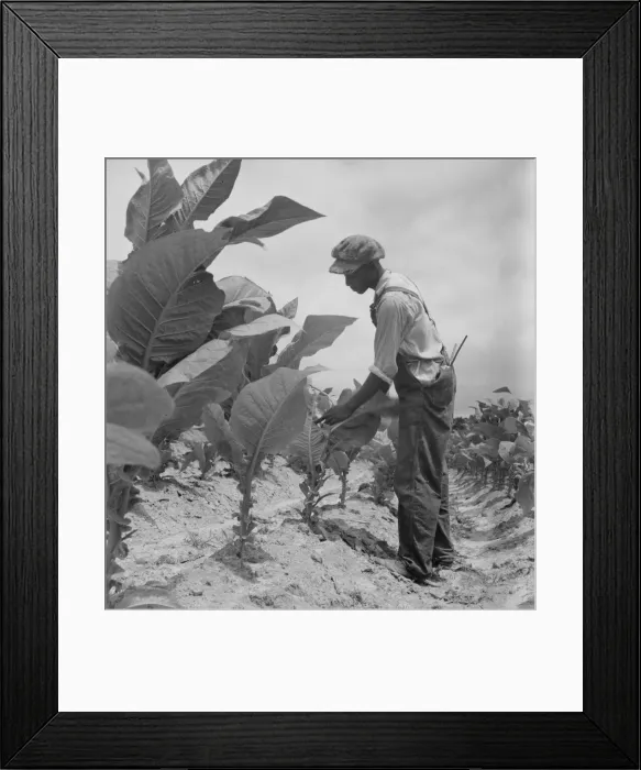 Framed Print : Negro sharecroppers son goes up and down... worming tobacco, Wake County, North Carolina, 1939. Creator: Dorothea Lange Framed Print : Negro sharecroppers son goes up and down... worming tobacco, Wake County, North Carolina, 1939. Creator: Dorothea Lange